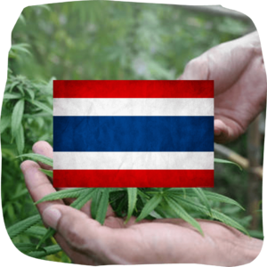 Thailand Cbd