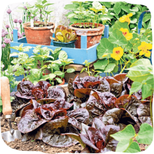 What is a vegan garden