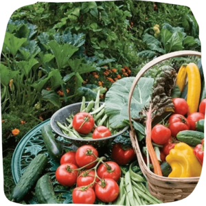 What is a vegan garden