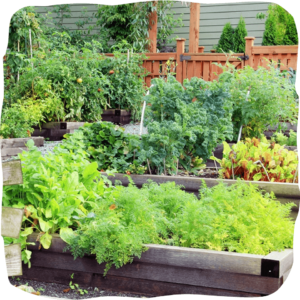 What is a vegan garden