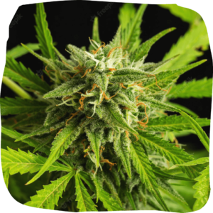 Shop Cannabis Online