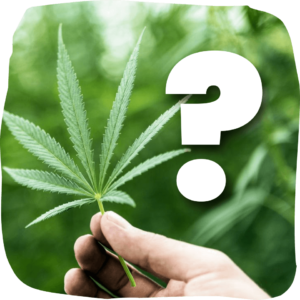 CANNABIS STORE