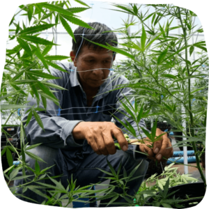 best organic cannabis pre rolls