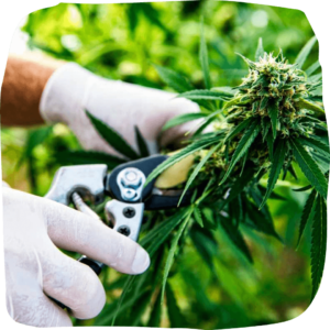 best organic cannabis pre rolls 
