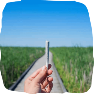 cannabis pre-roll benefits