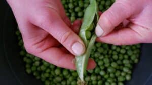 pea protein