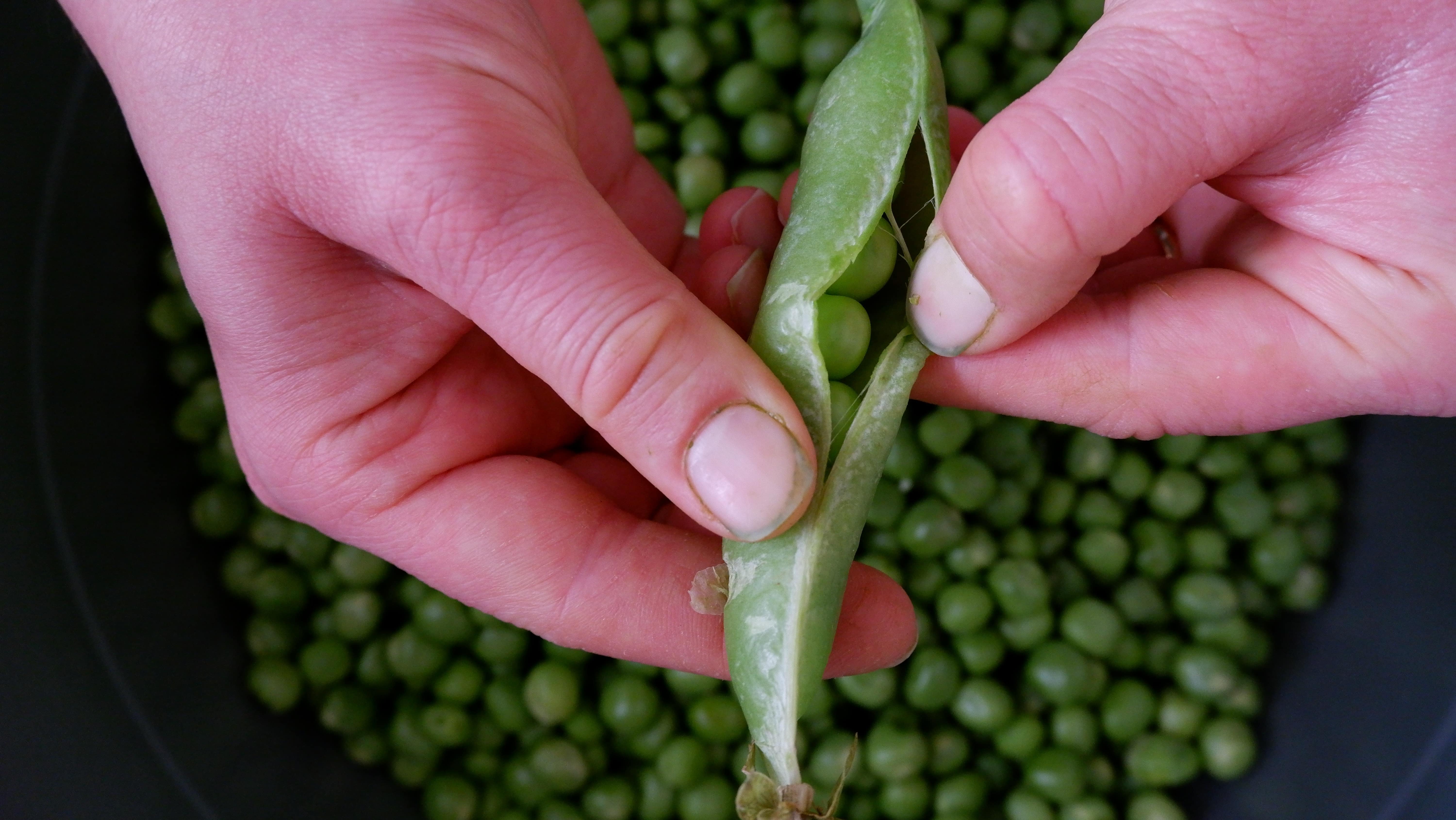 pea protein
