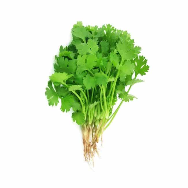 Organic Coriander_Organic Village-